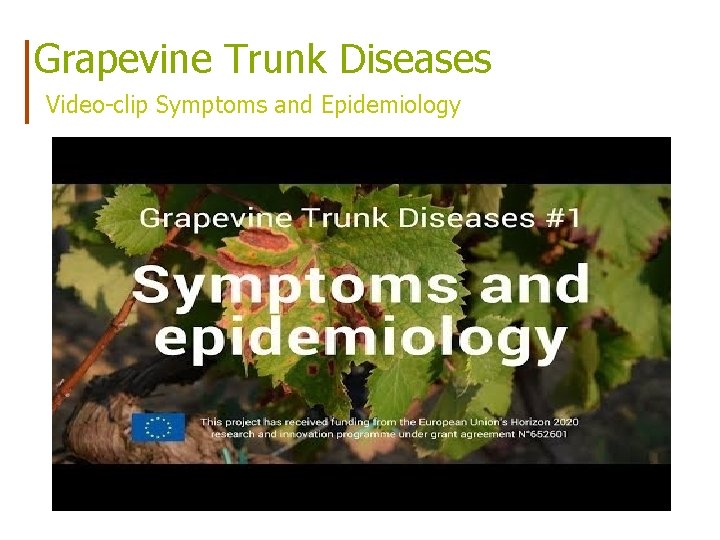 Grapevine Trunk Diseases Video-clip Symptoms and Epidemiology 