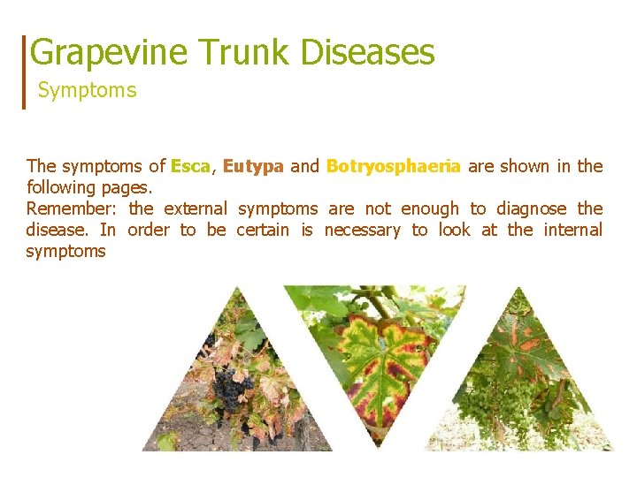 Grapevine Trunk Diseases Symptoms The symptoms of Esca, Eutypa and Botryosphaeria are shown in