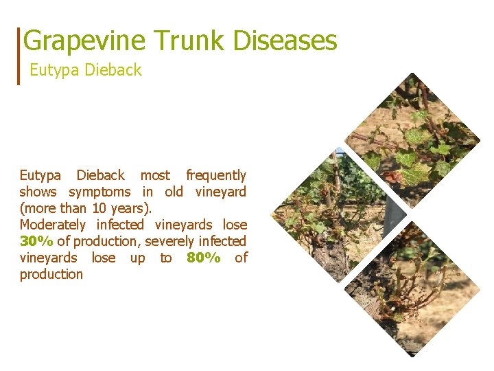 Grapevine Trunk Diseases Eutypa Dieback most frequently shows symptoms in old vineyard (more than