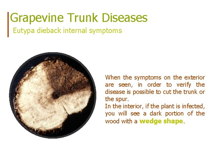 Grapevine Trunk Diseases Eutypa dieback internal symptoms When the symptoms on the exterior are