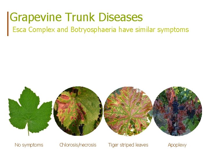 Grapevine Trunk Diseases Esca Complex and Botryosphaeria have similar symptoms No symptoms Chlorosis/necrosis Tiger