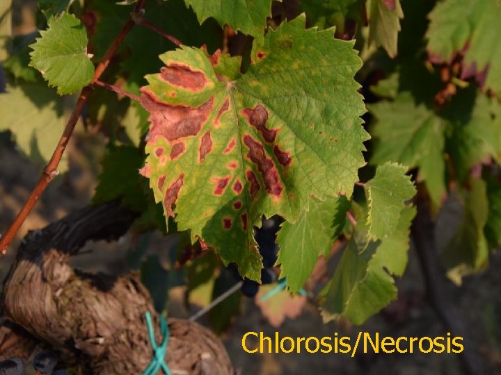 Chlorosis/Necrosis 