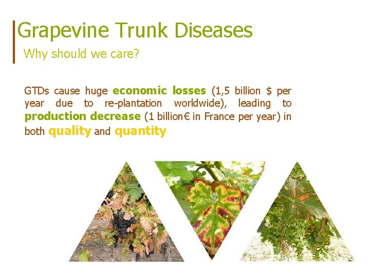 Grapevine Trunk Diseases Why should we care? GTDs cause huge economic losses (1, 5