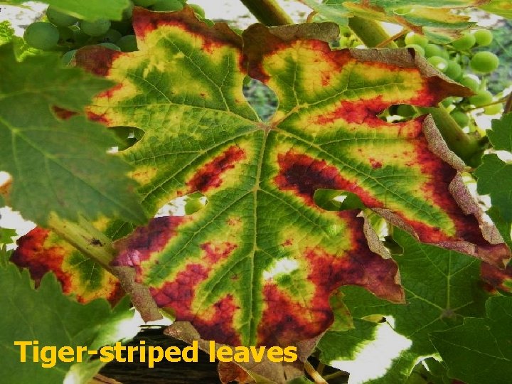 Tiger-striped leaves 