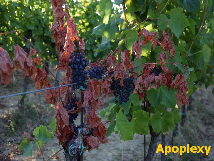 Apoplexy 
