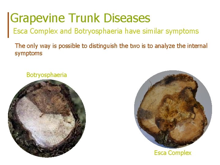 Grapevine Trunk Diseases Esca Complex and Botryosphaeria have similar symptoms The only way is