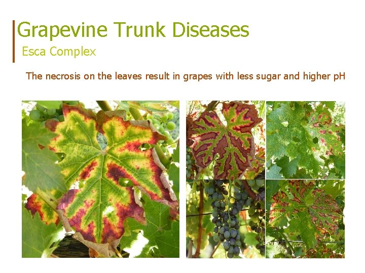 Grapevine Trunk Diseases Esca Complex The necrosis on the leaves result in grapes with