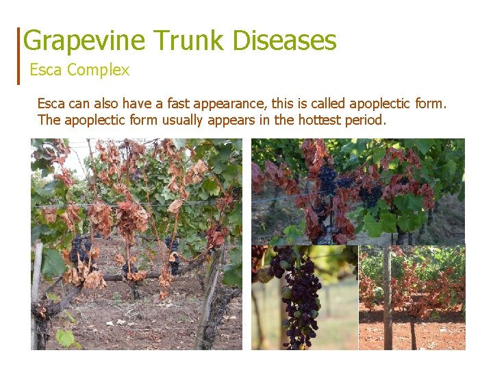 Grapevine Trunk Diseases Esca Complex Esca can also have a fast appearance, this is