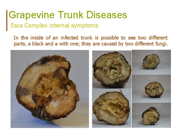 Grapevine Trunk Diseases Esca Complex internal symptoms In the inside of an infected trunk