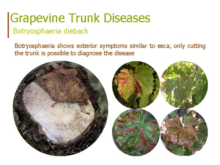 Grapevine Trunk Diseases Botryosphaeria dieback Botryosphaeria shows exterior symptoms similar to esca, only cutting