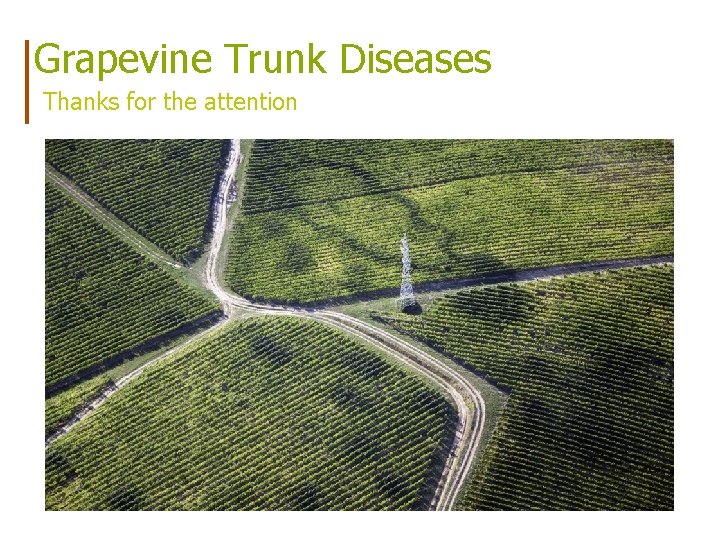 Grapevine Trunk Diseases Thanks for the attention 