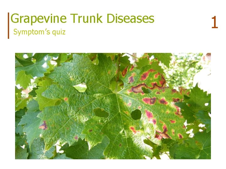 Grapevine Trunk Diseases Symptom’s quiz 1 