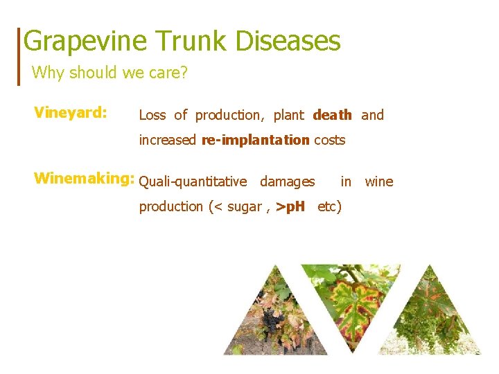 Grapevine Trunk Diseases Why should we care? Vineyard: Loss of production, plant death and