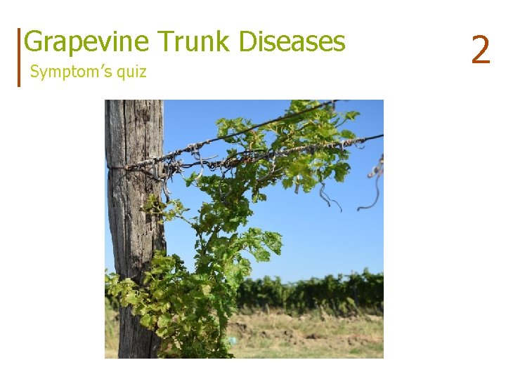 Grapevine Trunk Diseases Symptom’s quiz 2 