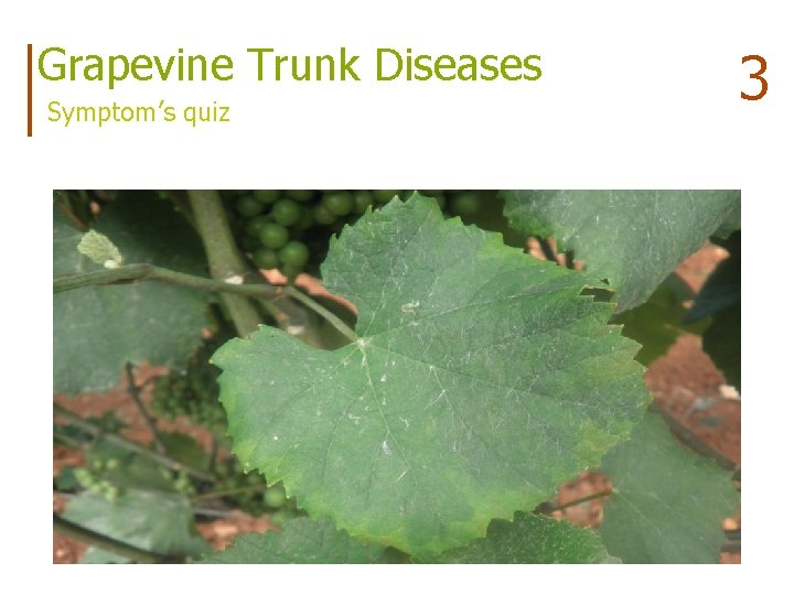 Grapevine Trunk Diseases Symptom’s quiz 3 