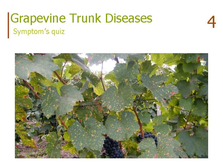 Grapevine Trunk Diseases Symptom’s quiz 4 