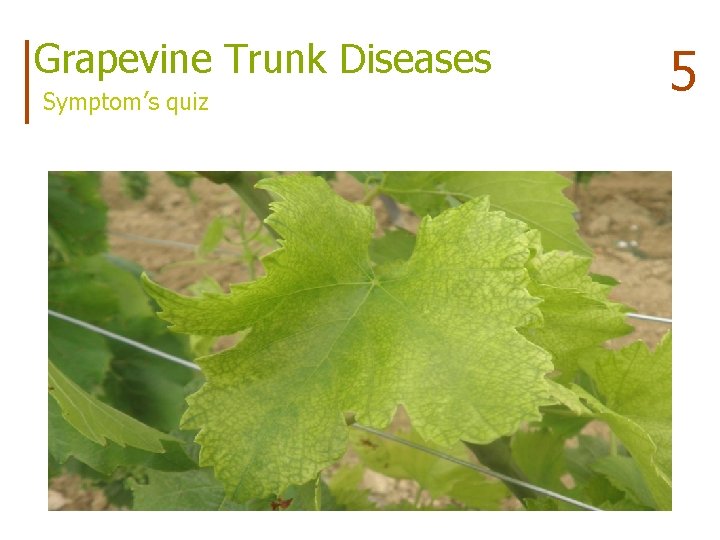 Grapevine Trunk Diseases Symptom’s quiz 5 