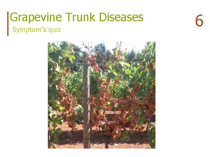 Grapevine Trunk Diseases Symptom’s quiz 6 