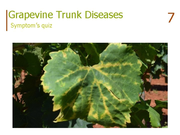 Grapevine Trunk Diseases Symptom’s quiz 7 