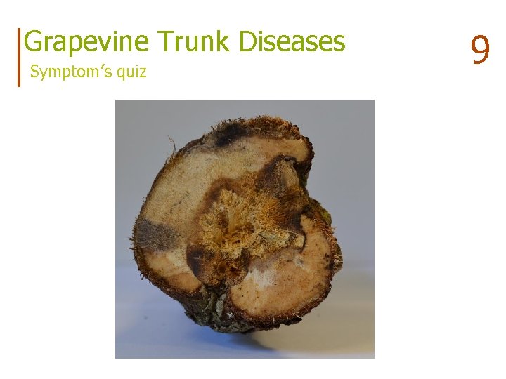 Grapevine Trunk Diseases Symptom’s quiz 9 