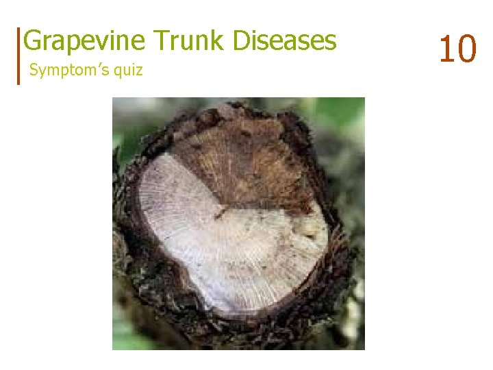 Grapevine Trunk Diseases Symptom’s quiz 10 