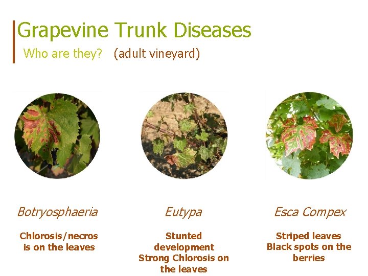 Grapevine Trunk Diseases Who are they? (adult vineyard) Botryosphaeria Eutypa Esca Compex Chlorosis/necros is