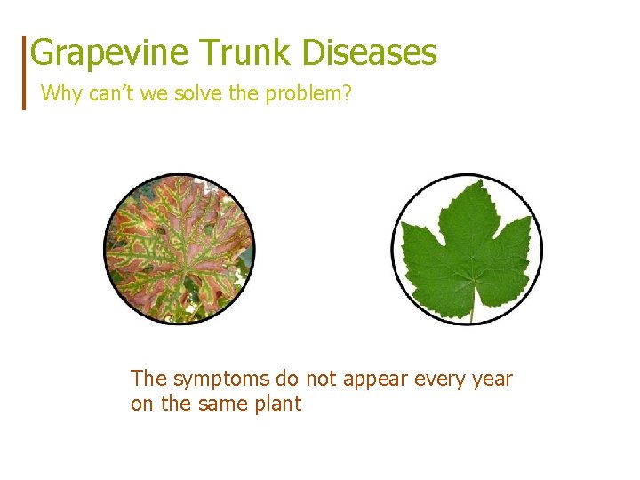 Grapevine Trunk Diseases Why can’t we solve the problem? The symptoms do not appear