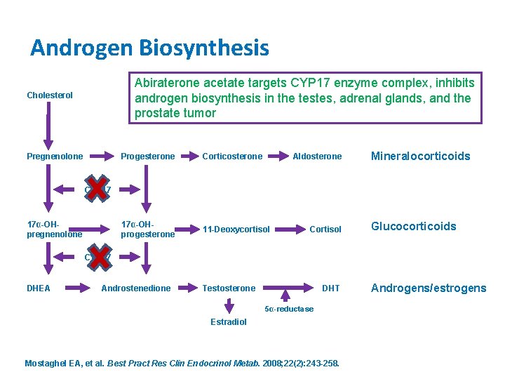 Androgen Biosynthesis Abiraterone acetate targets CYP 17 enzyme complex, inhibits androgen biosynthesis in the