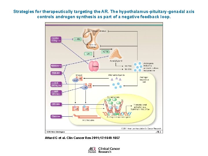 Strategies for therapeutically targeting the AR. The hypothalamus-pituitary-gonadal axis controls androgen synthesis as part