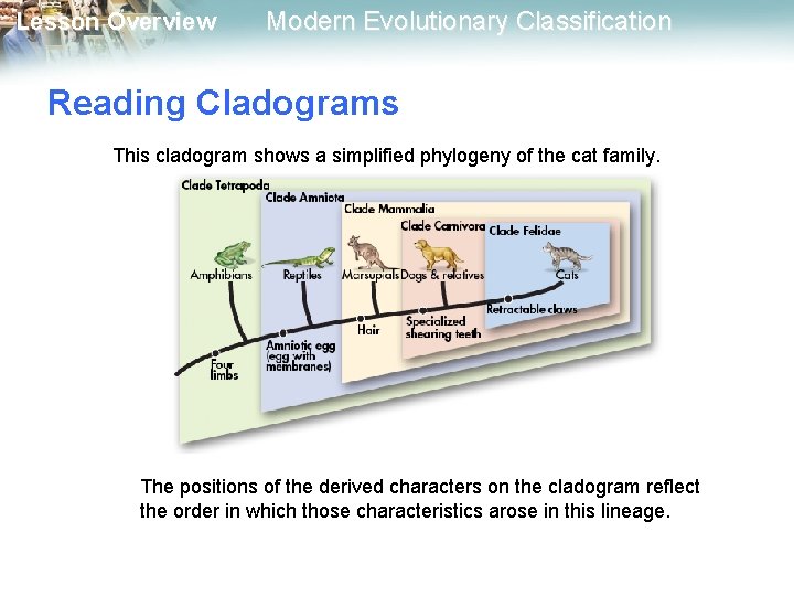 Lesson Overview Modern Evolutionary Classification Reading Cladograms This cladogram shows a simplified phylogeny of