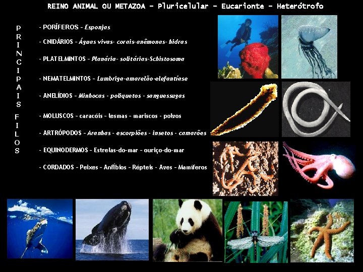 REINO ANIMAL OU METAZOA - Pluricelular – Eucarionte – Heterótrofo P R I N REINO ANIMAL OU METAZOA - Pluricelular – Eucarionte – Heterótrofo P R I N