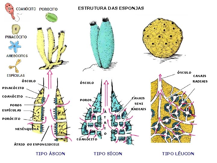 ESTRUTURA DAS ESPONJAS ÓSCULO CANAIS RADIAIS ÓSCULO PINACÓCITO COANÓCITO CANAIS POROS SEMI POROS ESPÍCULAS ESTRUTURA DAS ESPONJAS ÓSCULO CANAIS RADIAIS ÓSCULO PINACÓCITO COANÓCITO CANAIS POROS SEMI POROS ESPÍCULAS