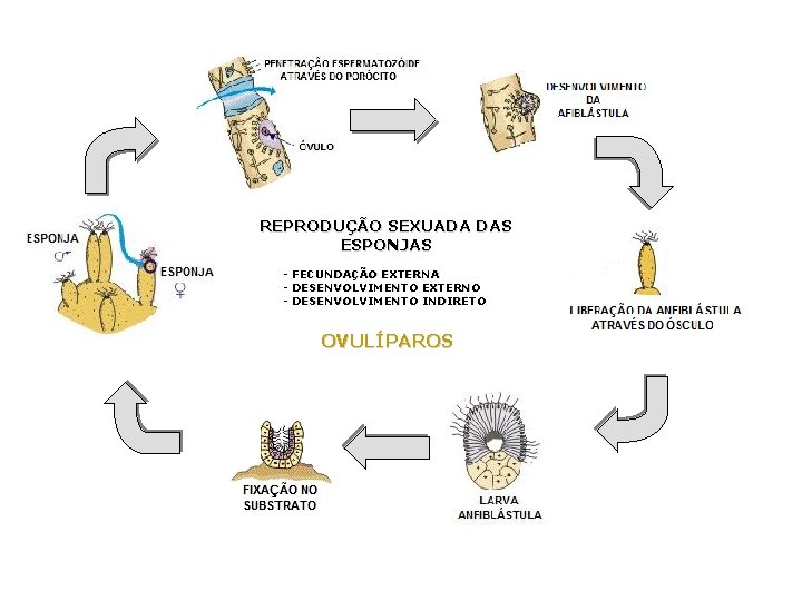 REPRODUÇÃO SEXUADA DAS ESPONJAS - FECUNDAÇÃO EXTERNA - DESENVOLVIMENTO EXTERNO - DESENVOLVIMENTO INDIRETO OVULÍPAROS REPRODUÇÃO SEXUADA DAS ESPONJAS - FECUNDAÇÃO EXTERNA - DESENVOLVIMENTO EXTERNO - DESENVOLVIMENTO INDIRETO OVULÍPAROS