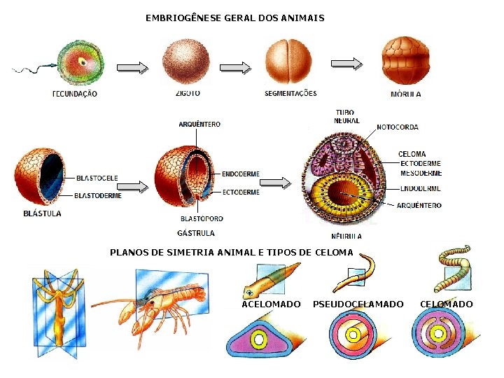 EMBRIOGÊNESE GERAL DOS ANIMAIS PLANOS DE SIMETRIA ANIMAL E TIPOS DE CELOMA ACELOMADO PSEUDOCELAMADO EMBRIOGÊNESE GERAL DOS ANIMAIS PLANOS DE SIMETRIA ANIMAL E TIPOS DE CELOMA ACELOMADO PSEUDOCELAMADO