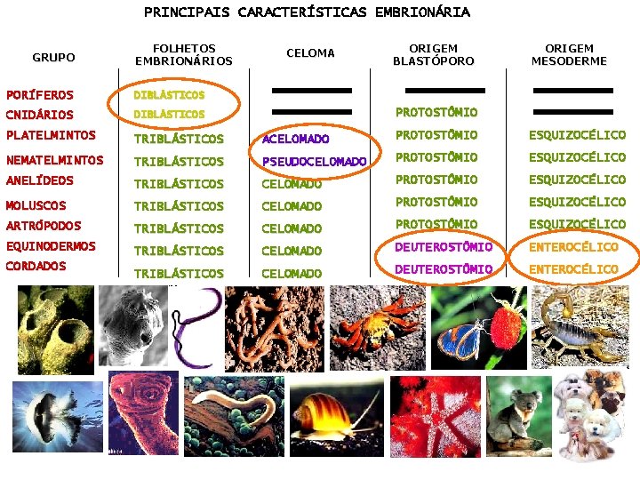 PRINCIPAIS CARACTERÍSTICAS EMBRIONÁRIA GRUPO FOLHETOS EMBRIONÁRIOS CELOMA ORIGEM BLASTÓPORO ORIGEM MESODERME PORÍFEROS DIBLÁSTICOS CNIDÁRIOS PRINCIPAIS CARACTERÍSTICAS EMBRIONÁRIA GRUPO FOLHETOS EMBRIONÁRIOS CELOMA ORIGEM BLASTÓPORO ORIGEM MESODERME PORÍFEROS DIBLÁSTICOS CNIDÁRIOS