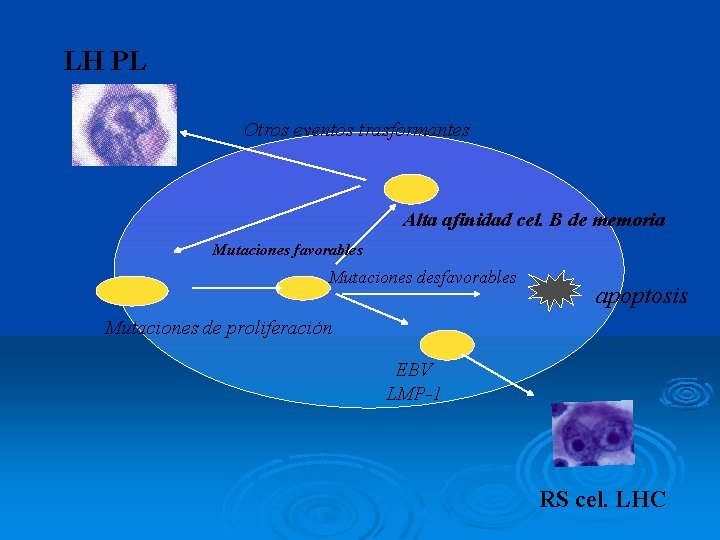 LH PL Otros eventos trasformantes Alta afinidad cel. B de memoria Mutaciones favorables Mutaciones
