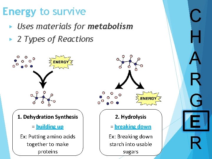 Energy to survive ▶ Uses materials for metabolism ▶ 2 Types of Reactions 1.