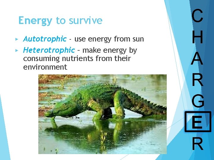 Energy to survive Autotrophic - use energy from sun ▶ Heterotrophic – make energy