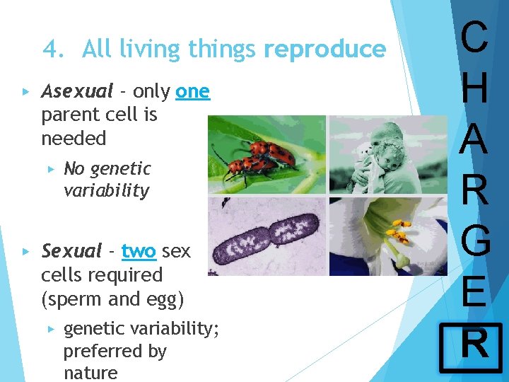 4. All living things reproduce ▶ Asexual - only one parent cell is needed