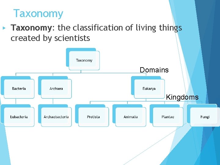 Taxonomy ▶ Taxonomy: the classification of living things created by scientists Domains Kingdoms 