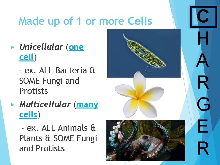 Made up of 1 or more Cells ▶ Unicellular (one cell) - ex. ALL