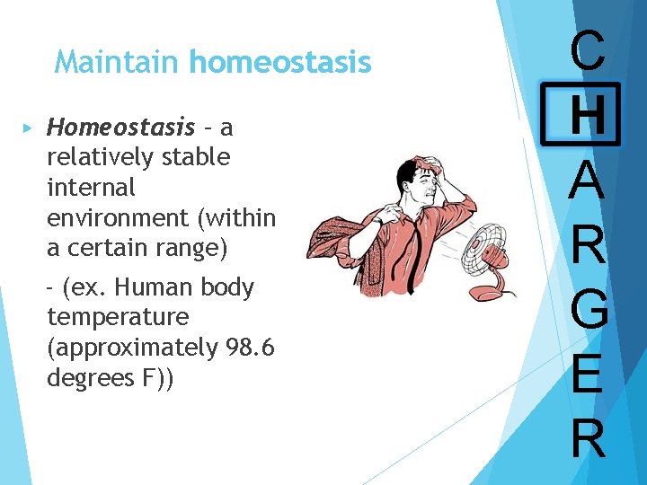 Maintain homeostasis ▶ Homeostasis – a relatively stable internal environment (within a certain range)