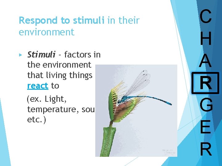 Respond to stimuli in their environment ▶ Stimuli - factors in the environment that