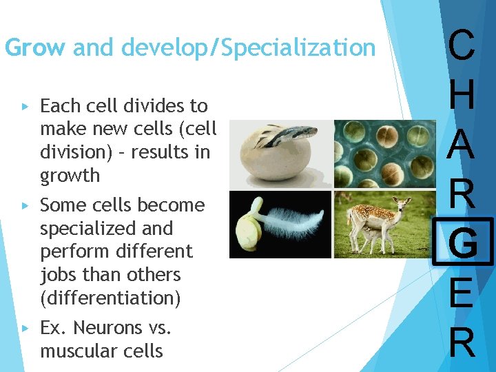 Grow and develop/Specialization ▶ Each cell divides to make new cells (cell division) –