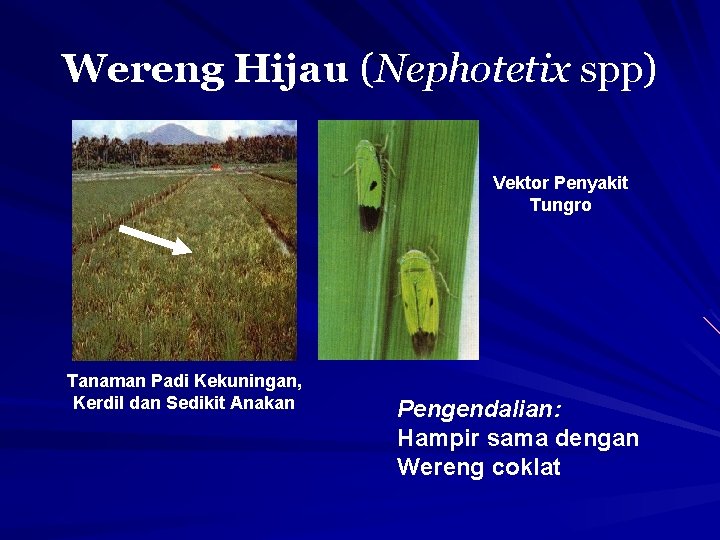 Wereng Hijau (Nephotetix spp) Vektor Penyakit Tungro Tanaman Padi Kekuningan, Kerdil dan Sedikit Anakan