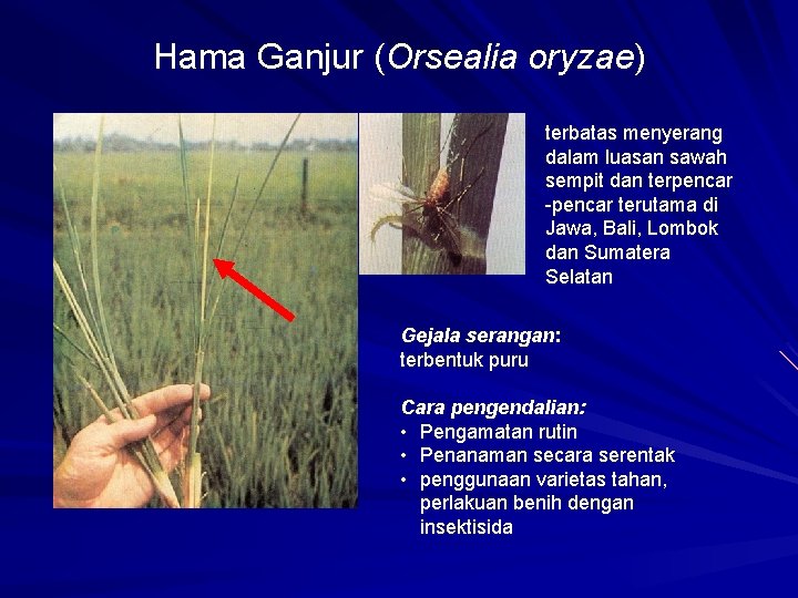 Hama Ganjur (Orsealia oryzae) terbatas menyerang dalam luasan sawah sempit dan terpencar -pencar terutama