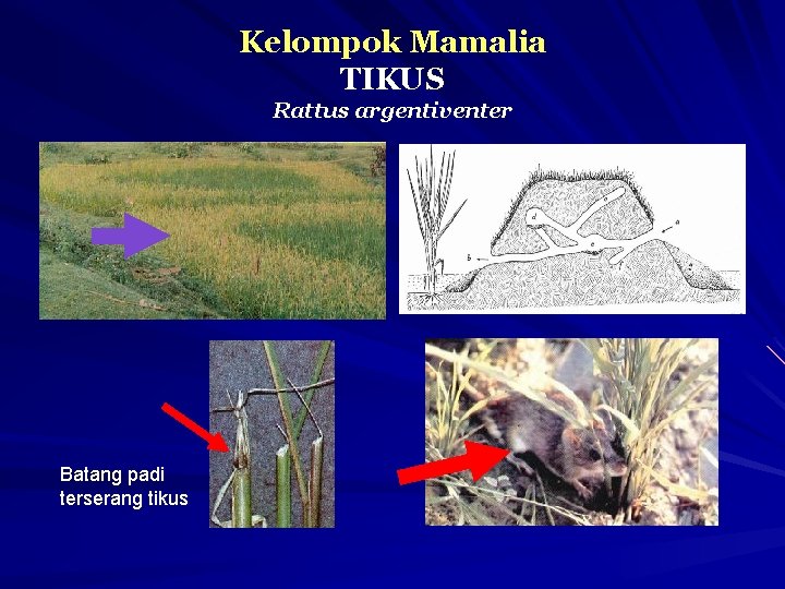Kelompok Mamalia TIKUS Rattus argentiventer Batang padi terserang tikus 