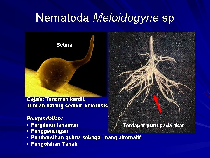Nematoda Meloidogyne sp Betina Gejala: Tanaman kerdil, Jumlah batang sedikit, khlorosis Pengendalian: • Pergiliran