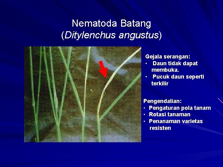 Nematoda Batang (Ditylenchus angustus) Gejala serangan: • Daun tidak dapat membuka. • Pucuk daun