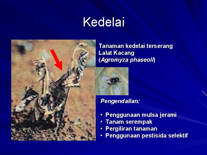 Kedelai Tanaman kedelai terserang Lalat Kacang (Agromyza phaseoli) Pengendalian: • • Penggunaan mulsa jerami